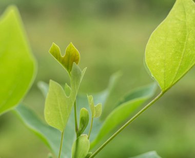 Yeşillik yeşil yapraklı lale ağacının detaylı güzelliğine hayran kalarak doğanın güzelliğini gözler önüne seriyor.