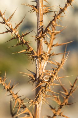 Kuru ve dikenli bir bitkinin çarpıcı bir fotoğrafıyla kurak güzelliğin özünü yakalayın, doğanın eşsiz dokularını ve keskin özelliklerini sergileyin.