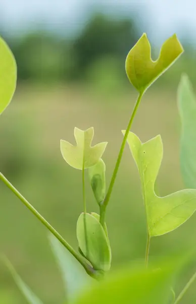 Yeşillik yeşil yapraklı lale ağacının detaylı güzelliğine hayran kalarak doğanın güzelliğini gözler önüne seriyor.