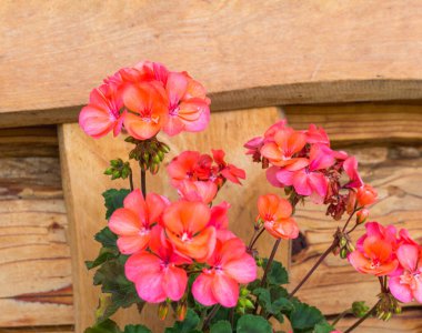 Admire the delicate beauty of a pink geranium flower in close-up, showcasing the soft pink hue and intricacies of the large bloom in exquisite detail clipart