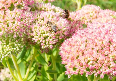 Bahçe yatağında büyüyen pembe çiçeğin güzelliğine hayran olun. Çiçek aranjmanına biraz zarafet ve renk katın.