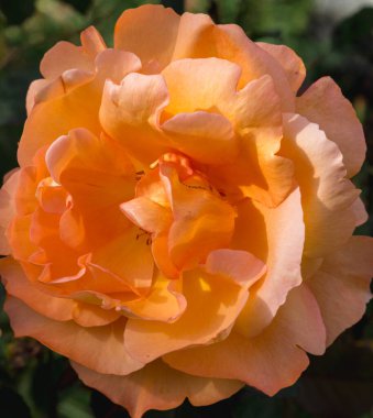 Bir portakal gülünün narin güzelliğini yakın plan çekimde yakalayın, canlı ve narin turuncu rengini ince detaylarıyla sergileyin.