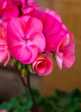 Pembe bir sardunya çiçeğinin narin güzelliğine hayranlık duyun. Yumuşak pembe rengini ve büyük çiçeğin karmaşıklığını ince detaylarıyla sergileyin.