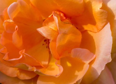 Bir portakal gülünün narin güzelliğini yakın plan çekimde yakalayın, canlı ve narin turuncu rengini ince detaylarıyla sergileyin.