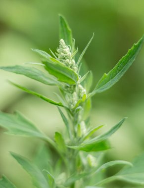 Çiçek açan bir tarla kuşunun canlı güzelliğini yakın plan çekimde yakalayın. Çiçek açma döneminin karmaşık ayrıntılarını ve renklerini gözler önüne serin.