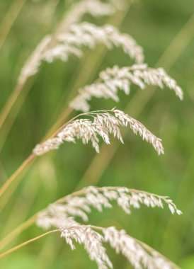 Doğal ortamında yabani otların güzelliğini gösteren, yakın plan çekimde bir çim çıkıntısının karmaşık detaylarını araştırın.