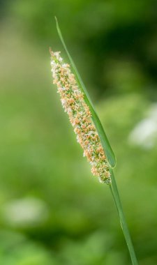 Doğal ortamında yabani otların güzelliğini gösteren, yakın plan çekimde bir çim çıkıntısının karmaşık detaylarını araştırın.