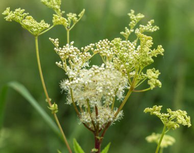 Bergenia bitkisinin büyüleyici güzelliğini yakın plan çekimde yakalayın. Çiçeklerin karmaşık detaylarını ve canlı renklerini vurgulayın.