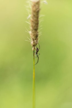 Doğal ortamında yabani otların güzelliğini gösteren, yakın plan çekimde bir çim çıkıntısının karmaşık detaylarını araştırın.