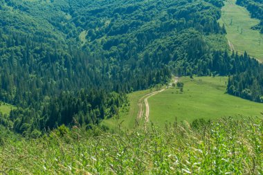 Güneşli bir yaz gününde Pilipets köyü yakınlarındaki Karpatlar 'ın resimli manzarasını kucaklayın, çayırları saran yemyeşil otlar, sizi doğanın güzelliğine dalmaya davet ediyor.