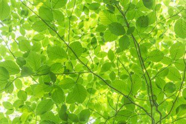 Yazın özünü kayın ormanında yukarıdan görünen bir manzarayla yakala, yaprakların parlak ve gür yeşilliğini göster, yukarıda canlı bir tepe örtüsü yarat.