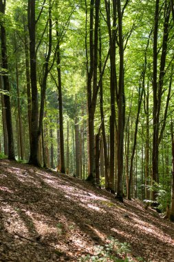 Güneşli bir yaz gününde Karpat dağlarının büyüleyici kayın ormanlarında doğanın güzelliğine batmış huzurlu bir orman yolunu takip ederek bir yolculuğa çıkın.