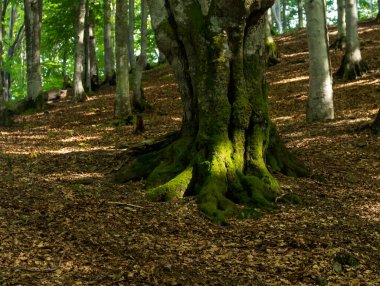 Antik güzellik: dağlarda yosun kaplı kayın ağacı gövdesi