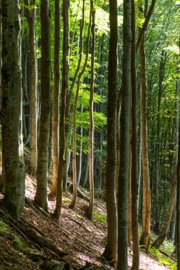 Güneşli bir yaz gününde Karpat dağlarının büyüleyici kayın ormanlarında doğanın güzelliğine batmış huzurlu bir orman yolunu takip ederek bir yolculuğa çıkın.