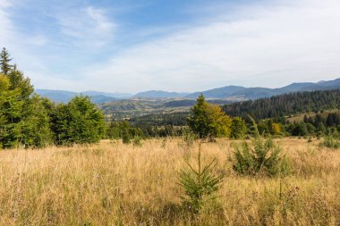 Sonbaharın başlangıcında Karpat dağlarının manzaralı güzelliğini yakalayın, otlakları kaplayan kuru otlar ve kozalaklı ve kayın ormanlarının bir karışımı resimli bir manzara çiziyor.