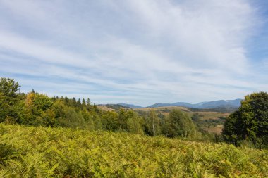 Sonbaharın başlangıcında Karpat dağlarının manzaralı güzelliğini yakalayın, otlakları kaplayan kuru otlar ve kozalaklı ve kayın ormanlarının bir karışımı resimli bir manzara çiziyor.