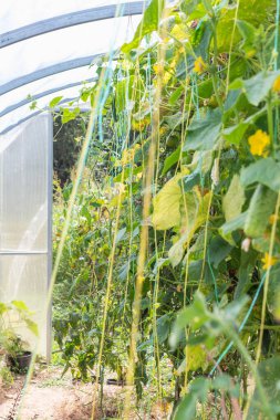 Büyüyen ve canlı bitkilerle dolu bir serayla yeşil bir cennete adım at. Huzurlu ve huzurlu bir vaha yarat.