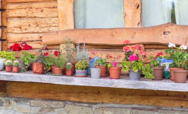 Ahşap bir evin penceresinin altındaki rafta çiçek açan sardunyaların ve diğer kapalı alandaki çiçeklerin güzelliğine hayranlık duyun.