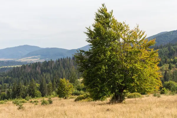 Sonbaharın erken dönemlerinde Karpatlar 'ın dağlarında heybetli bir kayın ağacı ile sararan yapraklarla süslenmiş ve kuru otlarla çevrili, dingin bir düzlükte ayakta duruyor.