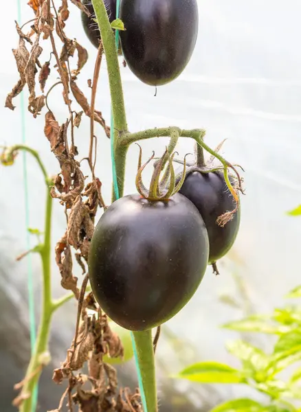 Olgun ve sağlıklı siyah domates kümesindeki lezzet, taze ve koyu renkli meyveleri sergiliyor.