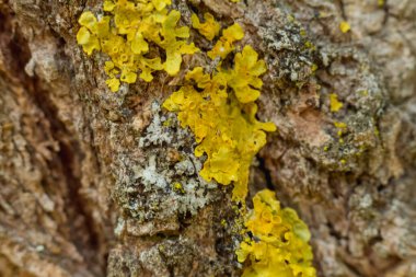 Ağaç kabuğundaki parlak sarı yosunların detaylı görüntüsü bu simbiyotik organizmaların doğal ortamlarındaki karmaşık desenlerini ve canlı renklerini gözler önüne seriyor.
