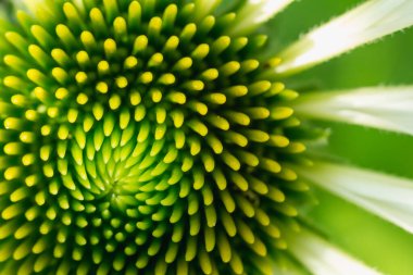 Çok sayıda küçük mor çiçek tomurcuklarıyla süslenmiş canlı bir yeşil sapın yakın plan görüntüsü. Bitkisel ve doğal temalar için ideal güzelliğin karmaşık detaylarını gösterir