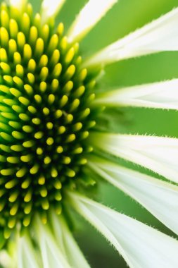 Çok sayıda küçük mor çiçek tomurcuklarıyla süslenmiş canlı bir yeşil sapın yakın plan görüntüsü. Bitkisel ve doğal temalar için ideal güzelliğin karmaşık detaylarını gösterir