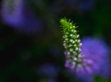 Çok sayıda küçük mor çiçek tomurcuklarıyla süslenmiş canlı bir yeşil sapın yakın plan görüntüsü. Bitkisel ve doğal temalar için ideal güzelliğin karmaşık detaylarını gösterir