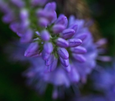 Çok sayıda küçük mor çiçek tomurcuklarıyla süslenmiş canlı bir yeşil sapın yakın plan görüntüsü. Bitkisel ve doğal temalar için ideal güzelliğin karmaşık detaylarını gösterir