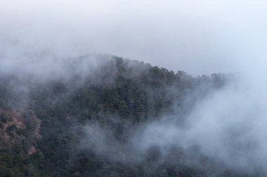 Şafak vakti puslu dağ manzarasında siluetli ağaçlar ve alçak bulutlar var. Gündoğumunun yumuşak renkleri dramatik gökyüzü ile harmanlanır ve sahneye derinlik ve sükunet katar.