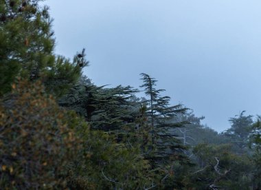  Çıplak dallı tek bir ağaç sisli bir zemin üzerinde duruyor, dingin ve gizemli bir orman atmosferi yaratıyor. Kompozisyon, ağaç dallarının benzersiz siluetini vurguluyor