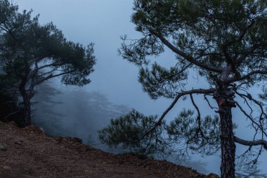  Çıplak dallı tek bir ağaç sisli bir zemin üzerinde duruyor, dingin ve gizemli bir orman atmosferi yaratıyor. Kompozisyon, ağaç dallarının benzersiz siluetini vurguluyor