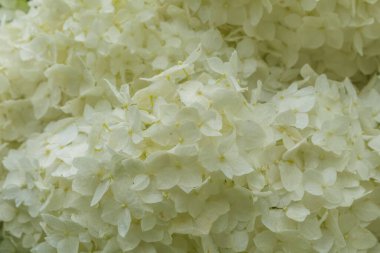 Tüm çerçeveyi dolduran beyaz ortanca çiçeklerinin yakın çekim görüntüsü. Görüntü narin yaprakları ve yumuşak dokuları vurgular, rahatlatıcı ve huzurlu bir çiçek manzarası yaratır.