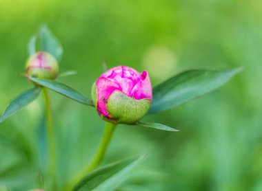 Canlı pembe ve yeşil tomurcukları olan şakayıklar yemyeşil bir zemin üzerinde parlıyor, gelişmekte olan bir bahçede doğanın güzelliğini vurguluyorlar.