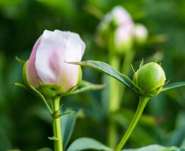 Canlı pembe ve yeşil tomurcukları olan şakayıklar yemyeşil bir zemin üzerinde parlıyor, gelişmekte olan bir bahçede doğanın güzelliğini vurguluyorlar.