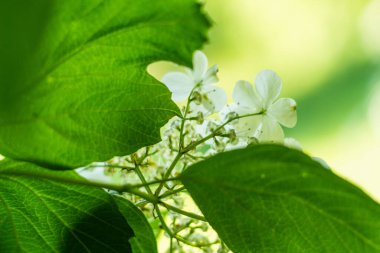 Yapraklı yeşil dallarda beyaz viburnum çiçekleri açar. Narin çiçekler, bahçedeki doğal güzelliğin ve canlı tazeliğin ahenkli bir sahnesini yaratır.