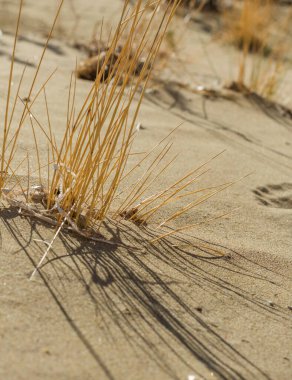Kuru çimen yaprakları çöl kumuna karmaşık gölgeler bırakarak sert ve kurak koşulları vurguluyor. Görüntü, doğanın zorluklarla dolu ortamlardaki esnekliğini yakalar.