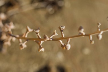Yumuşak ve bulanık bir odak noktasında yakalanan narin kurumuş kır çiçekleri, sıcak ve sessiz bir arkaplanda karmaşık dokularını vurguluyor. Bu resim dingin, doğal bir estetik yayar.