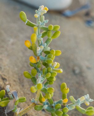 Kumlu arazide gelişen esnek ve sulu bir bitkinin yakın çekimi. Canlı yeşil yapraklar bitkinin zorlu ortamlardaki uygunluğunu ve gücünü gösteriyor.