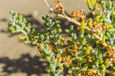 Kumlu arazide gelişen esnek ve sulu bir bitkinin yakın çekimi. Canlı yeşil yapraklar bitkinin zorlu ortamlardaki uygunluğunu ve gücünü gösteriyor.