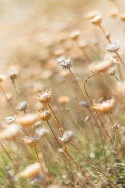 Yumuşak ve bulanık bir odak noktasında yakalanan narin kurumuş kır çiçekleri, sıcak ve sessiz bir arkaplanda karmaşık dokularını vurguluyor. Bu resim dingin, doğal bir estetik yayar.
