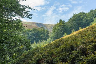 Berrak mavi gökyüzünün altında yemyeşil ormanların dalgalandığı Karpat Dağları 'nın nefes kesici manzarası. Boyu ve boyu değişen yüksek ağaçlar manzarayı noktaladı.