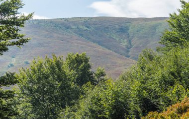 Berrak mavi gökyüzünün altında yemyeşil ormanların dalgalandığı Karpat Dağları 'nın nefes kesici manzarası. Boyu ve boyu değişen yüksek ağaçlar manzarayı noktaladı.