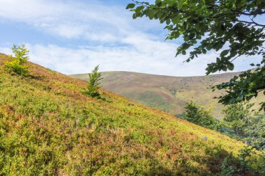 Berrak mavi gökyüzünün altında yemyeşil ormanların dalgalandığı Karpat Dağları 'nın nefes kesici manzarası. Boyu ve boyu değişen yüksek ağaçlar manzarayı noktaladı.