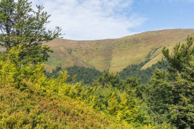 Berrak mavi gökyüzünün altında yemyeşil ormanların dalgalandığı Karpat Dağları 'nın nefes kesici manzarası. Boyu ve boyu değişen yüksek ağaçlar manzarayı noktaladı.