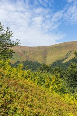 Berrak mavi gökyüzünün altında yemyeşil ormanların dalgalandığı Karpat Dağları 'nın nefes kesici manzarası. Boyu ve boyu değişen yüksek ağaçlar manzarayı noktaladı.