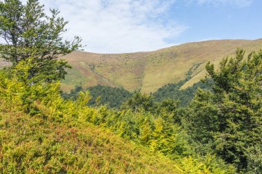 Berrak mavi gökyüzünün altında yemyeşil ormanların dalgalandığı Karpat Dağları 'nın nefes kesici manzarası. Boyu ve boyu değişen yüksek ağaçlar manzarayı noktaladı.