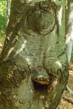 Beyaz beneklerle kaplı açık gri kabuklu uzun ağaç gövdeleri. Yoğun bir ormanda iç içe geçmiş dallar. Güneş ışığı yaprakların arasından süzülüyor, ışık saçıyor.