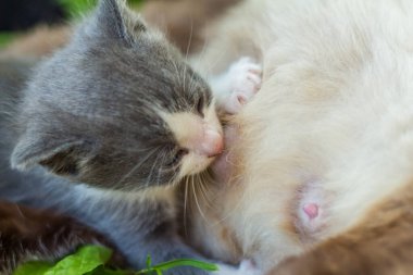 Kahverengi ve beyaz kürklü bir Siyam kedisi olan anne kedi yeşil, yemyeşil çimlerde huzur içinde uzanıyor. Özenli kedisi, gri bir tüy yumağı, hemşireleri...