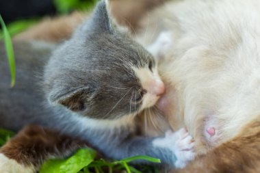 Kahverengi ve beyaz kürklü bir Siyam kedisi olan anne kedi yeşil, yemyeşil çimlerde huzur içinde uzanıyor. Özenli kedisi, gri bir tüy yumağı, hemşireleri...